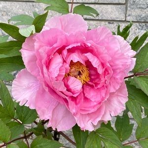 Meet your Posher, JC